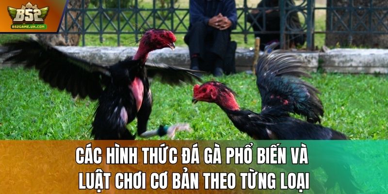 Các hình thức đá gà phổ biến và luật chơi cơ bản theo từng loại
