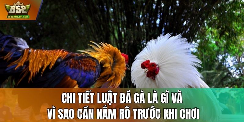 Chi tiết luật đá gà là gì và vì sao cần nắm rõ trước khi chơi