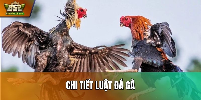 Chi Tiết Luật Đá Gà Trên B52: Tránh Sai Khi Đặt Cược